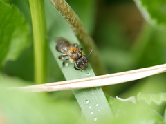 Andrena