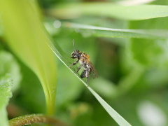Andrena