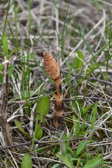 Equisetum arvense