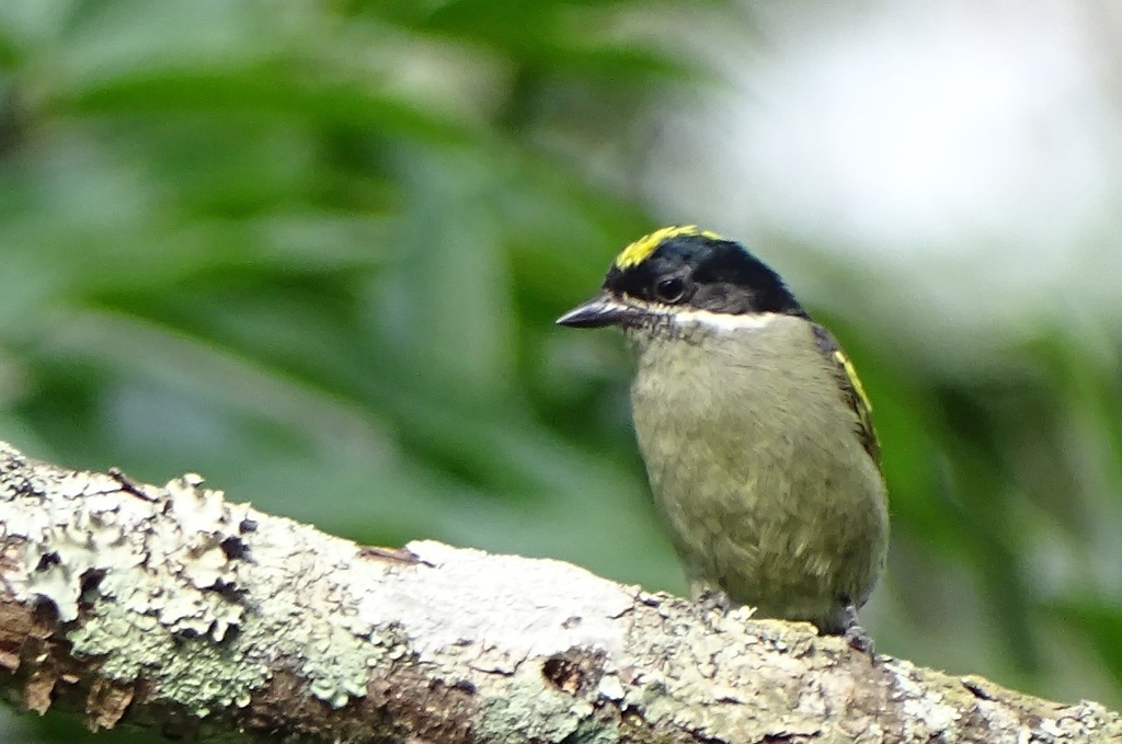 Western Tinkerbird