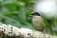 Pogoniulus coryphaea