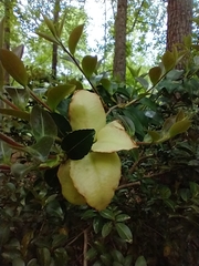 Exobasidium camelliae