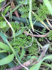 Gastropoda