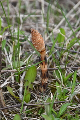 Equisetum arvense