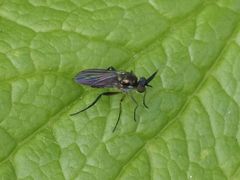 Rhaphium