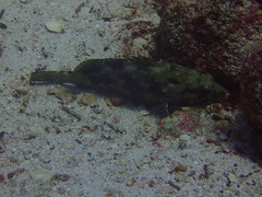 Epinephelus labriformis