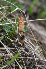 Equisetum arvense