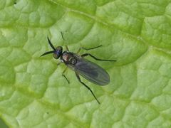 Rhaphium