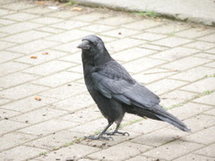 Corvus corone