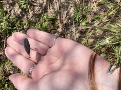Crotalaria sagittalis