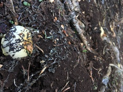 Pholiota olivaceophylla