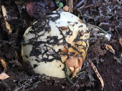 Pholiota olivaceophylla