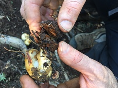 Pholiota olivaceophylla
