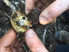 Pholiota olivaceophylla
