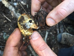 Pholiota olivaceophylla
