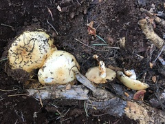 Pholiota olivaceophylla