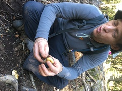 Pholiota olivaceophylla