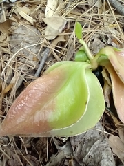 Exobasidium camelliae