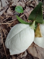 Exobasidium camelliae