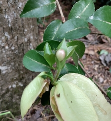 Exobasidium camelliae