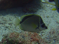 Johnrandallia nigrirostris