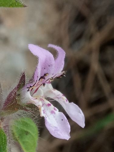 Stachys duriaei image