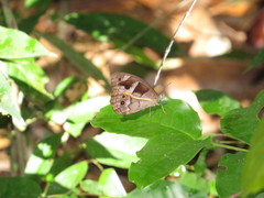 Posttaygetis penelea