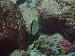 Johnrandallia nigrirostris