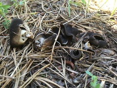 Dissingia leucomelaena