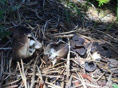 Dissingia leucomelaena