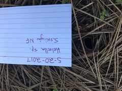 Dissingia leucomelaena