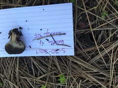 Dissingia leucomelaena