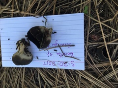 Dissingia leucomelaena