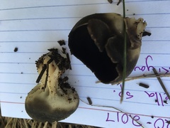 Dissingia leucomelaena