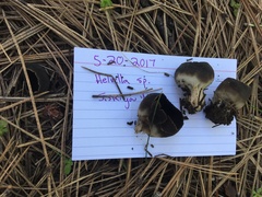 Dissingia leucomelaena