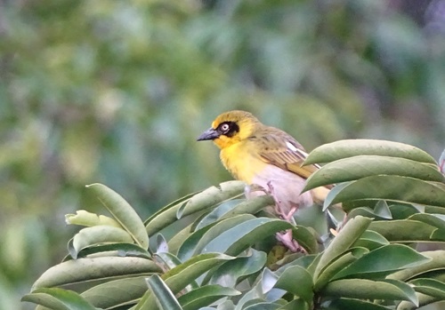 Baglafecht Weaver