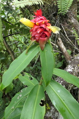 Costus comosus
