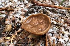 Gyromitra perlata