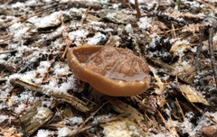 Gyromitra perlata