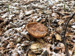 Gyromitra perlata
