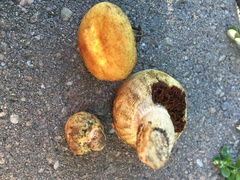 Pholiota nubigena
