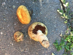 Pholiota nubigena