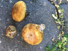 Pholiota nubigena