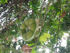 Pithecellobium dulce