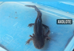 Ambystoma flavipiperatum
