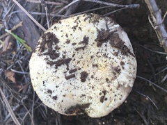 Agaricus moronii