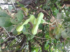Pithecellobium dulce