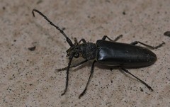Nadezhdiella cantori