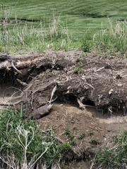 Marmota monax