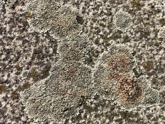 Protoparmeliopsis muralis